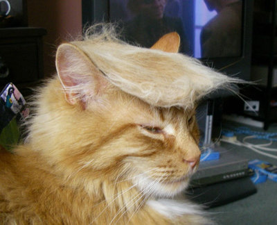 Kitty-With-Donal-Trump-Hair.jpg