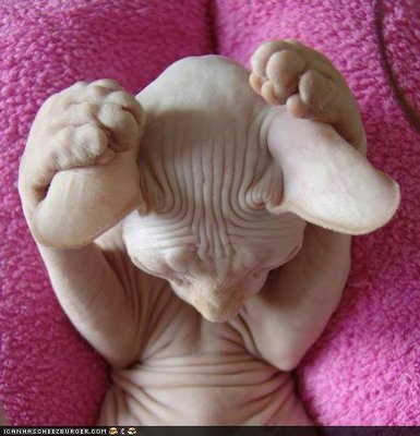 Cute-Kitty-Naked.jpg