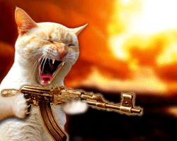 MachineGunKitty.gif