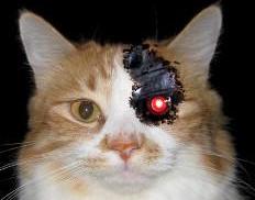 cyborg cat.jpg