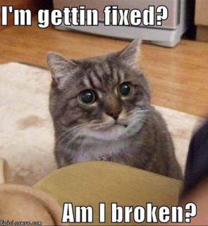 Broken Cat.jpg