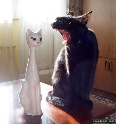 cat_shout.jpg