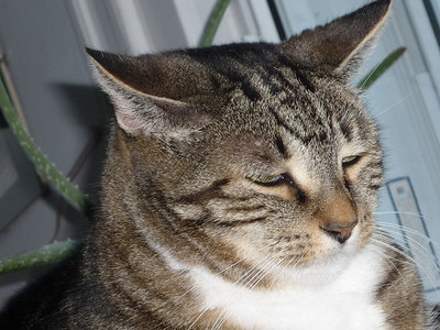 The boss.jpg