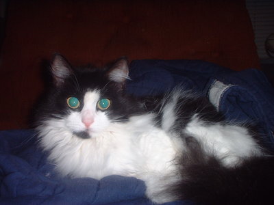 Fluff.JPG (322.75 KiB) Viewed 4007 times Fluff.JPG