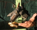 Filename=BSG_The_Second_Coming_Colonial_Viper_Original_Miniature_04.jpg
Filesize=74KiB
Dimensions=800x642
Date added=Sep 26, 2015 BSG_The_Second_Coming_Colonial_Viper_Original_Miniature_04.jpg