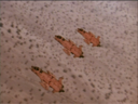 Filename=Scorpion_Fighter_Screencap_17.png
Filesize=1651KiB
Dimensions=1440x1080
Date added=Dec 14, 2014 Scorpion_Fighter_Screencap_17.png