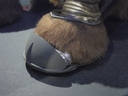 Filename=Muffit_II_Original_Costume_34.jpg
Filesize=711KiB
Dimensions=1988x1491
Date added=Dec 27, 2018 Muffit_II_Original_Costume_34.jpg