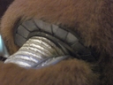 Filename=Muffit_II_Original_Costume_35.jpg
Filesize=903KiB
Dimensions=1988x1491
Date added=Dec 27, 2018 Muffit_II_Original_Costume_35.jpg