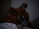 Filename=Muffit_II_Screencap_57.png
Filesize=1808KiB
Dimensions=1440x1080
Date added=Oct 09, 2016 Muffit_II_Screencap_57.png