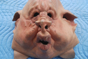 Filename=Porcine_Alien_Original_Mask_02.JPG
Filesize=236KiB
Dimensions=1600x1071
Date added=May 09, 2015 Porcine_Alien_Original_Mask_02.JPG