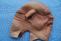 Filename=Porcine_Alien_Original_Mask_04.JPG
Filesize=415KiB
Dimensions=1600x1071
Date added=May 09, 2015 Porcine_Alien_Original_Mask_04.JPG