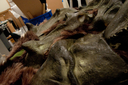Filename=Ovion_Original_Costume_24.jpg
Filesize=5563KiB
Dimensions=4288x2848
Date added=Jun 12, 2015 Ovion_Original_Costume_24.jpg
