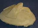 Viper_Helmet_Original_Eagle_Crest_Casting_02.JPG