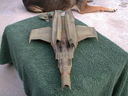 Filename=Eastern_Alliance_Destroyer_Original_Miniature_67.jpg
Filesize=400KiB
Dimensions=1280x960
Date added=Jun 02, 2013 Eastern_Alliance_Destroyer_Original_Miniature_67.jpg